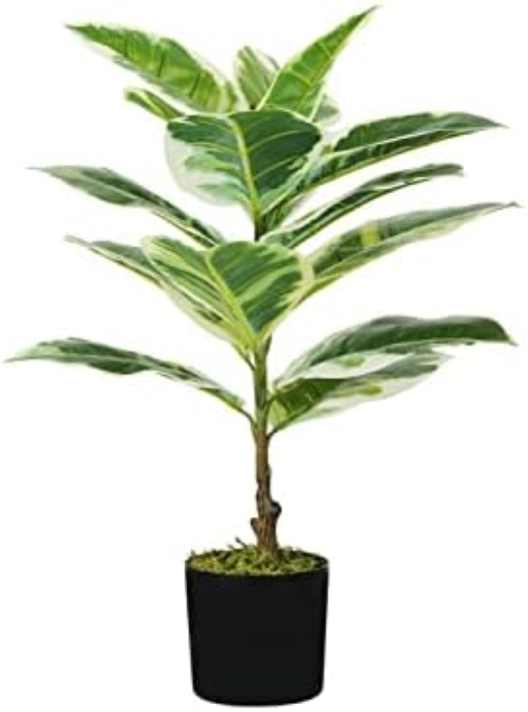PIANTA FICUS ELASTICA H. 65 cm 15 FOGLIE