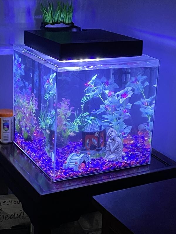 6 gallon cube aquarium
