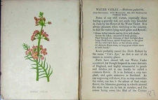 Original Old Antique Print Water Violet Wild Flowers Anne Pratt Colour 19th