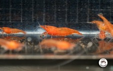 10 1 ADULTS ORANGE SUNKIST FRESHWATER NEOCARIDINA AQUARIUM SHRIMP