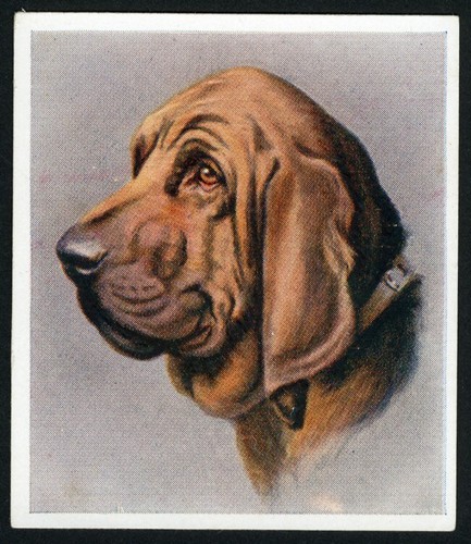 BLOODHOUND GODFREY PHILLIPS OUR DOGS SERIES 1939 DOG CIGARETTE CARD #28 - 第 1/2 張圖片