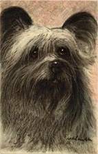 CPA AK Skye Terrier DOGS (727785)