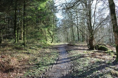 Photo 6x4 Woodland Track Gatehouse of Fleet  c2018