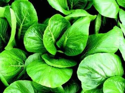 KOMATSUNA Ensalada de Mostaza Japonesa Espinaca - 25+ Semillas - Semillas B 081