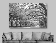 Oak Trees, Avenue of Oaks Wall Art, Boone Hall Plantation, Ready To Hang Canvas 