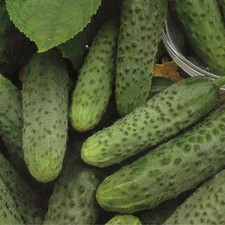CUCUMBER GHERKIN BUSH 10+ Seeds