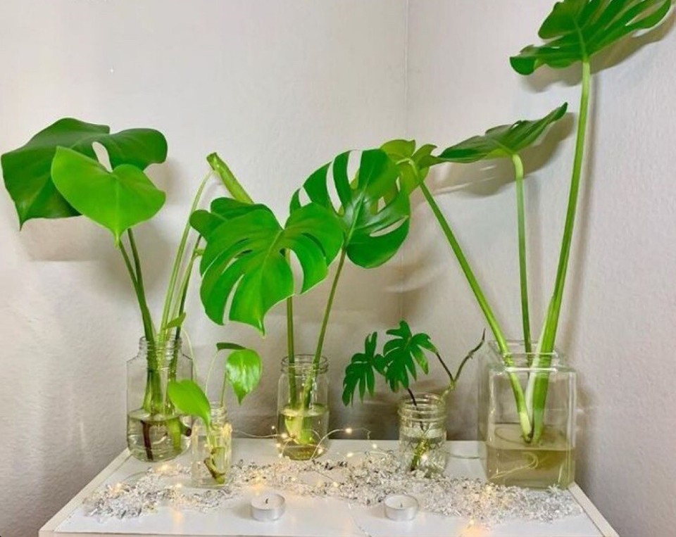 Large Monstera Deliciosa Rooted Cutting, Tropical Live Plant, Swiss