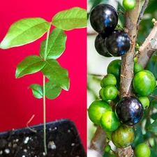 Jaboticaba Plinia Cauliflora Brazilian Sabara Grape Seedling Plant Fruit Tree