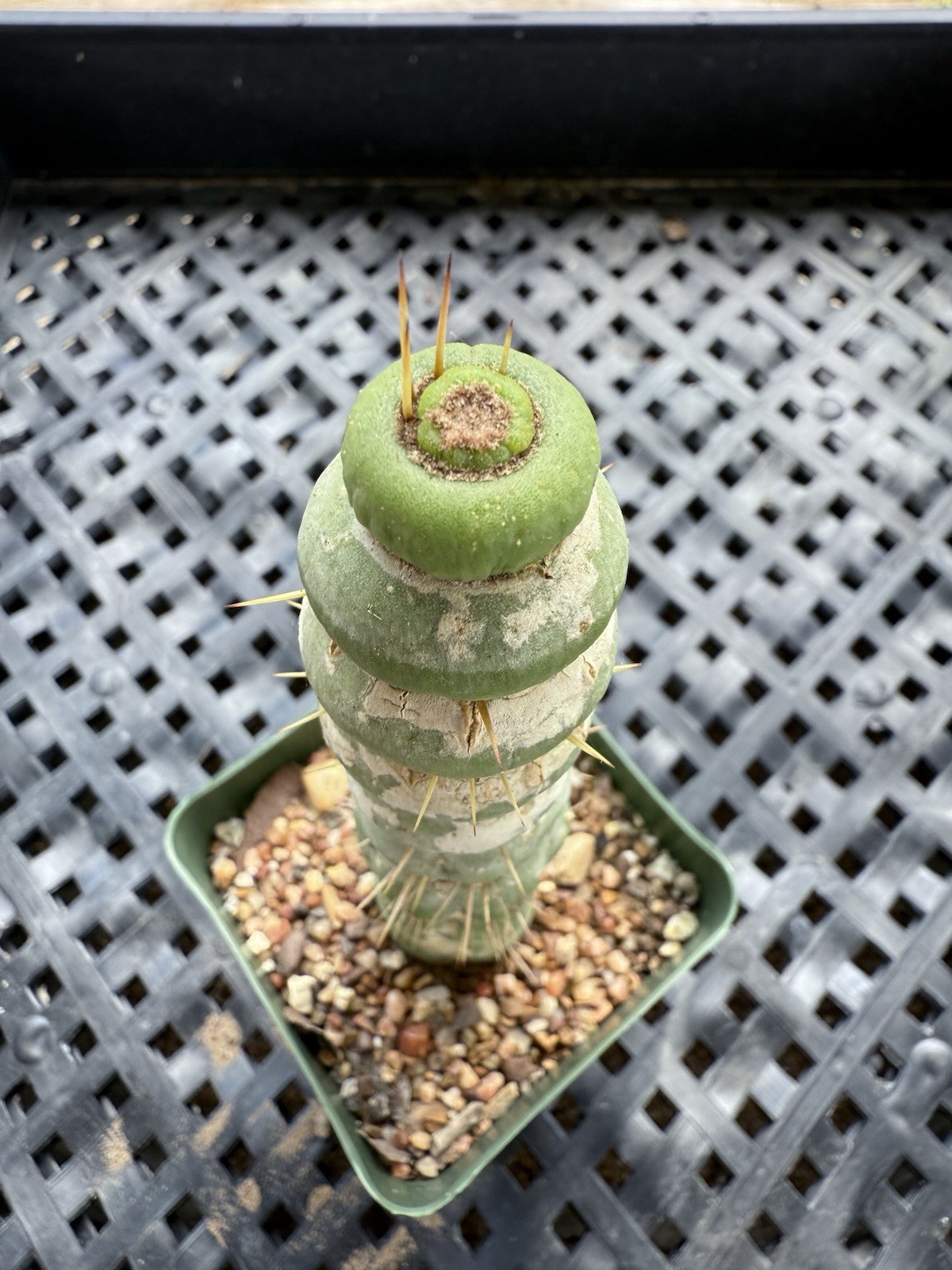 Eulychnia Castanea Spiralis “Unicorn Cactus “