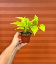 Neon Plant in 4" Pot | Devils Ivy | Live Indoor Vine | Easy Care | Air Purifying