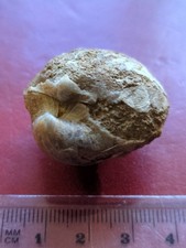 Large Brachiopod