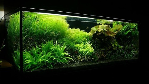 Aquarium BLACK Sand Natural Fish Tank Decoration Plant Substrate 0,6-1,2mm 30kg - Picture 7 of 10