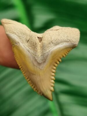 Hemipristis serra Zahn 3,4 cm   goldfarben Bone Valley   Fossil   Shark Tooth