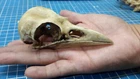 Crow Skull 1/1 Scale Replica