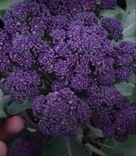 200+SEEDS-Purple Broccoli Seeds FREE SHIP USA SELLER