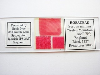 Vintage Microscope Slide. 3 Sections of Welsh Mountain Ash by Ernie Ives.