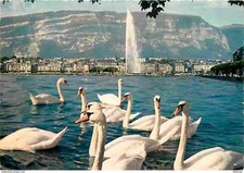 Postcard - Animals - Birds - Swans - Geneva - City and Salt View