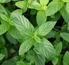 500+ Peppermint Seeds , NON-GMO, Aromatic Perennial, FREE SHIPPING