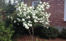Chinese Snowball 40  seeds {Viburnum ichangense} Fast Growing Free Shipping!