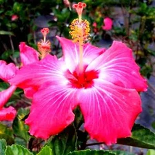 🌺🌺 MADAGASCAR hibiscus MOSCHEUTOS mallow Malvaceae STARTER Live PLANT US ship