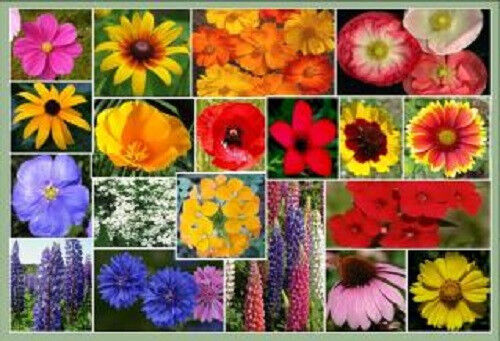1 TBSP MIXED WILDFLOWER (30 Kinds!) Flower Seeds CombSH - Picture 1 of 4