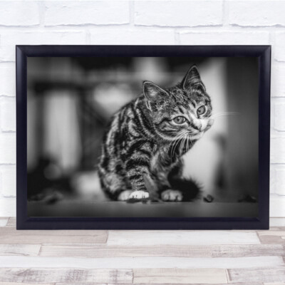 Katze Katzen Tier Tiere schwarzweiß Haustier Haustiere süßes Bokeh Wandkunstdruck
