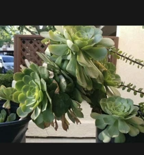 Extra Large size Healthy Fresh Green Aeonium Succulent Rosettes Saucer plants