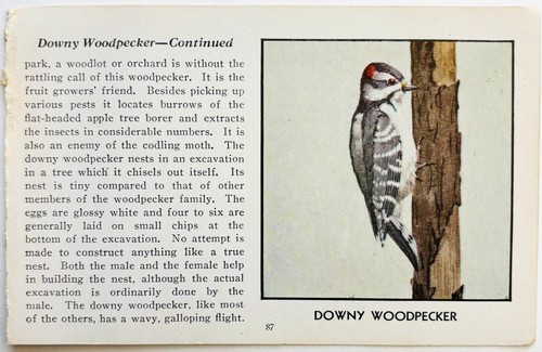 1931 Downy Woodpecker Bird Print Red Book Birds Of America Vintage Art A7E