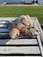 Extra Large Sea Turtle Resin Art 12”x12” For Garden Porch Or Home Decor Nautical