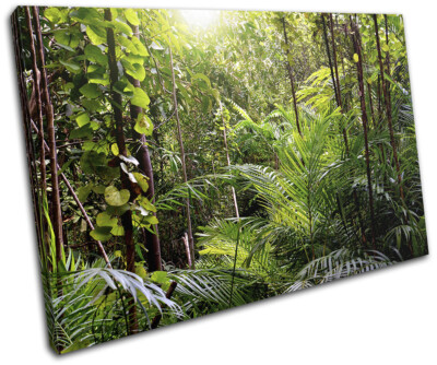 Tropical Rainforest Jungle Landscapes SINGLE Leinwand Kunst Bild drucken