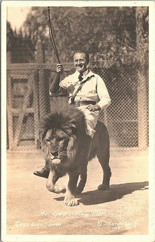 RPPC El Monte California Gay's Lion Farm Mr. Gay Riding Pluto the Lion 1930s