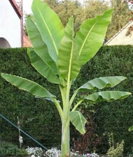 Ensete glaucum | Snow Banana | 5_Seeds