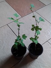 2 Pink Gooseberry Bushes In A Pot