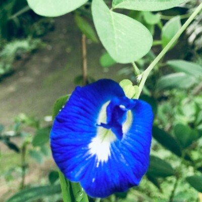 Fiori Porpora Del Pisello Di Farfalla Isolato Di Clitoria Ternatea Sopra 68718721 Fiori Porpora Del Pisello Di Farfalla Isolato Di Clitoria Ternatea Sopra 68718721
