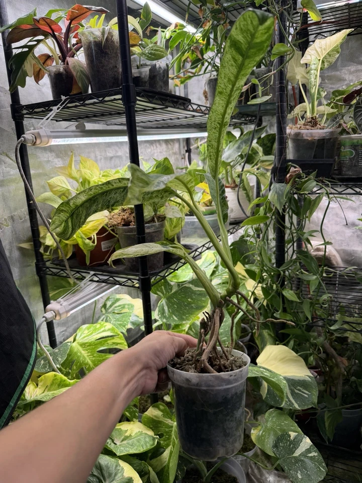 Epipremnum Pinnatum 大理石杂色 全根 美国种植 — 第 3/4 张图片