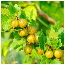 1 Yellow Gooseberry Plant / Uva Crispa Hinnonmakii in 2L
