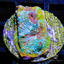 (K8) Camo Chalice - WYSIWYG Live Coral Frag