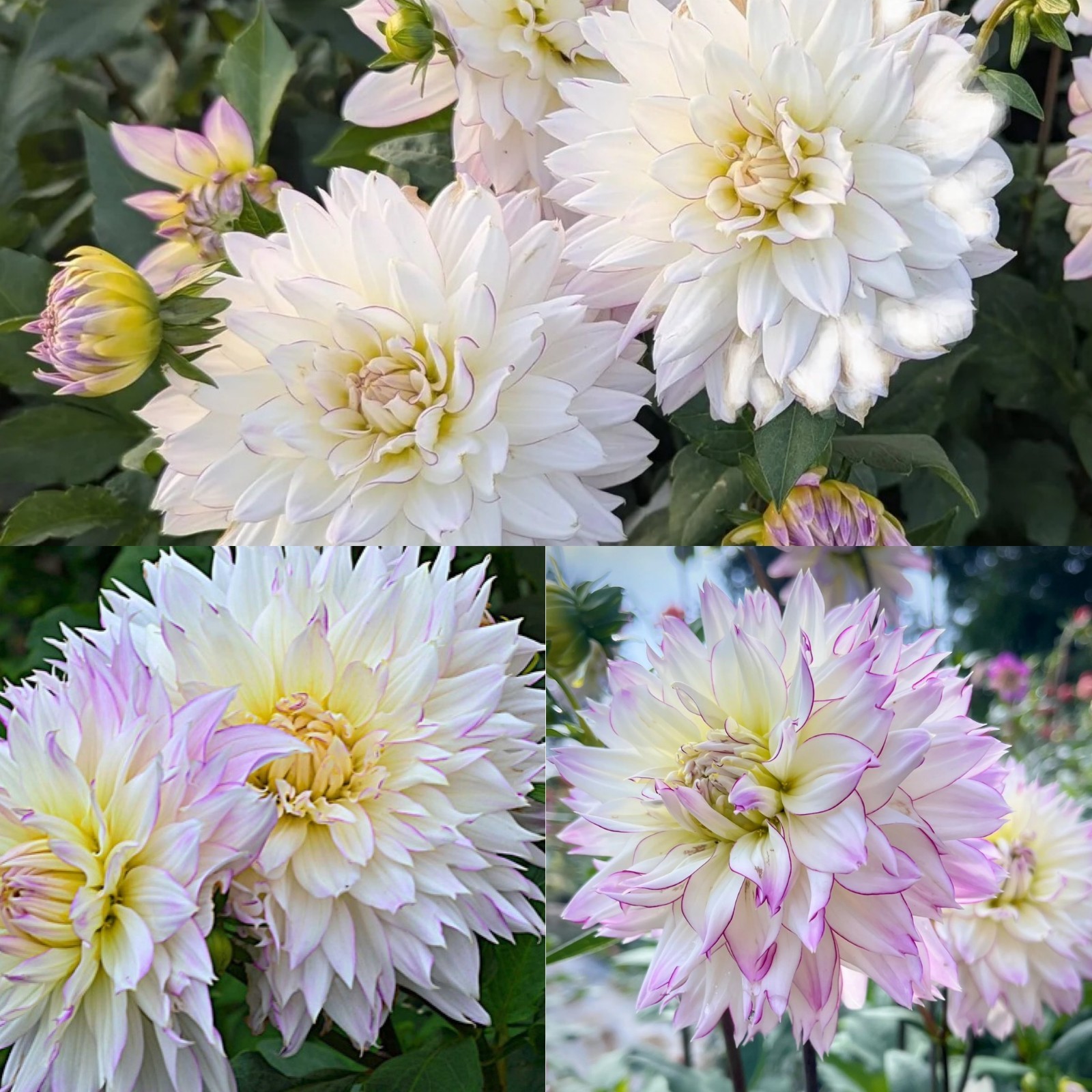 Decorative Dahlia Crazy Love x 10 Tubers. Summer Flowers With Soft White Petals.