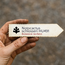 Notocactus schlosseri HU491 SEEDS -  - SEMI di Cactus Raro
