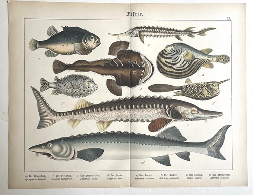 Graphic Fish, Fishes Graphic, Animals Graphic,  