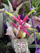 Bromeliad Sale! Billbergia Beadle's 'Poquito Blanco'