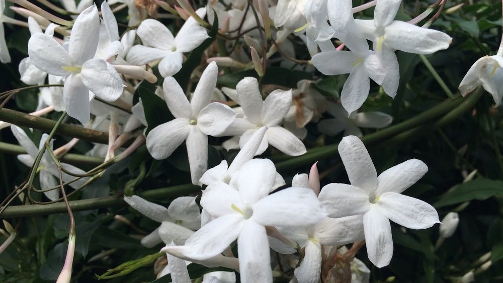Winter Jasmine Live Plant Jasminum Polyanthum Indoor Flowering Plant In 4