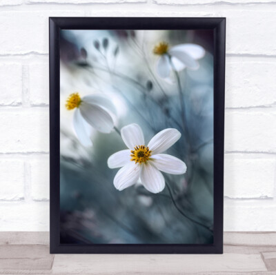 Kosmos Bokeh Blume Blumen zart sanft weich verschwommen Wandkunstdruck