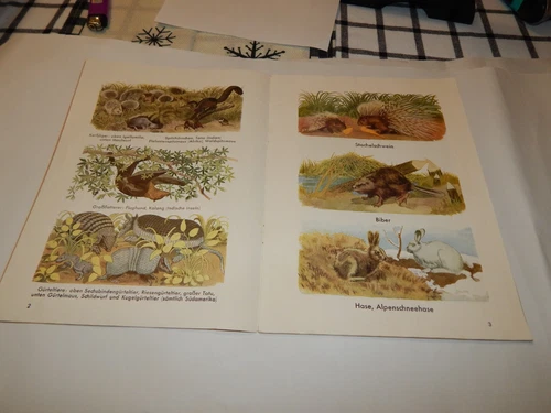 Antique German Childrens Book SierBilderbuch Gaugetiere Soft Cover - 第 3 张/共 6 张