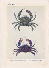 1907 CRAB Print - Antique Marine Crab Wall Art - Sea Life - 6.15 x 4.25 Inches