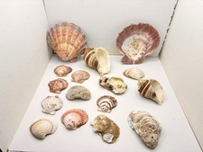 Large Mixed Seashell Lot Scallop Oyster Conch Beach Coastal Decor Craft Shells