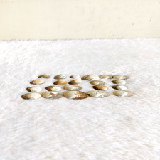 Vintage Perlmutt Schönheit Natürlich 21 Muscheln Strand Selten Sammler SL21