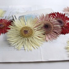 2X Handmade Craft Gerbera Dried Flower Real Plant Specimen Material DIY Bookmark