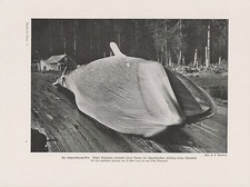 Wieloryb olbrzymi płetwal błękitny Balaenoptera musculus wieloryb druk z 1912 roku wieloryb błękitny