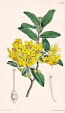 Ochna Atro-Purpurea South Africa Botany Flower Botany Lithograph Curtis 4519